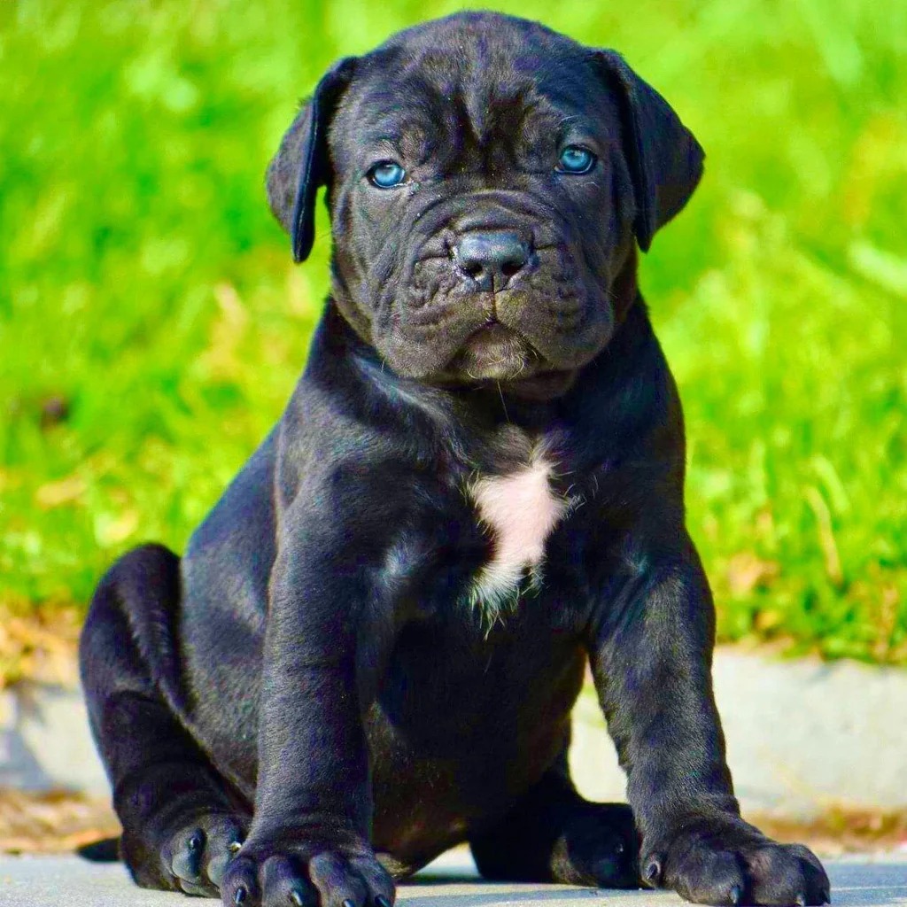 Cane Corso Puppy