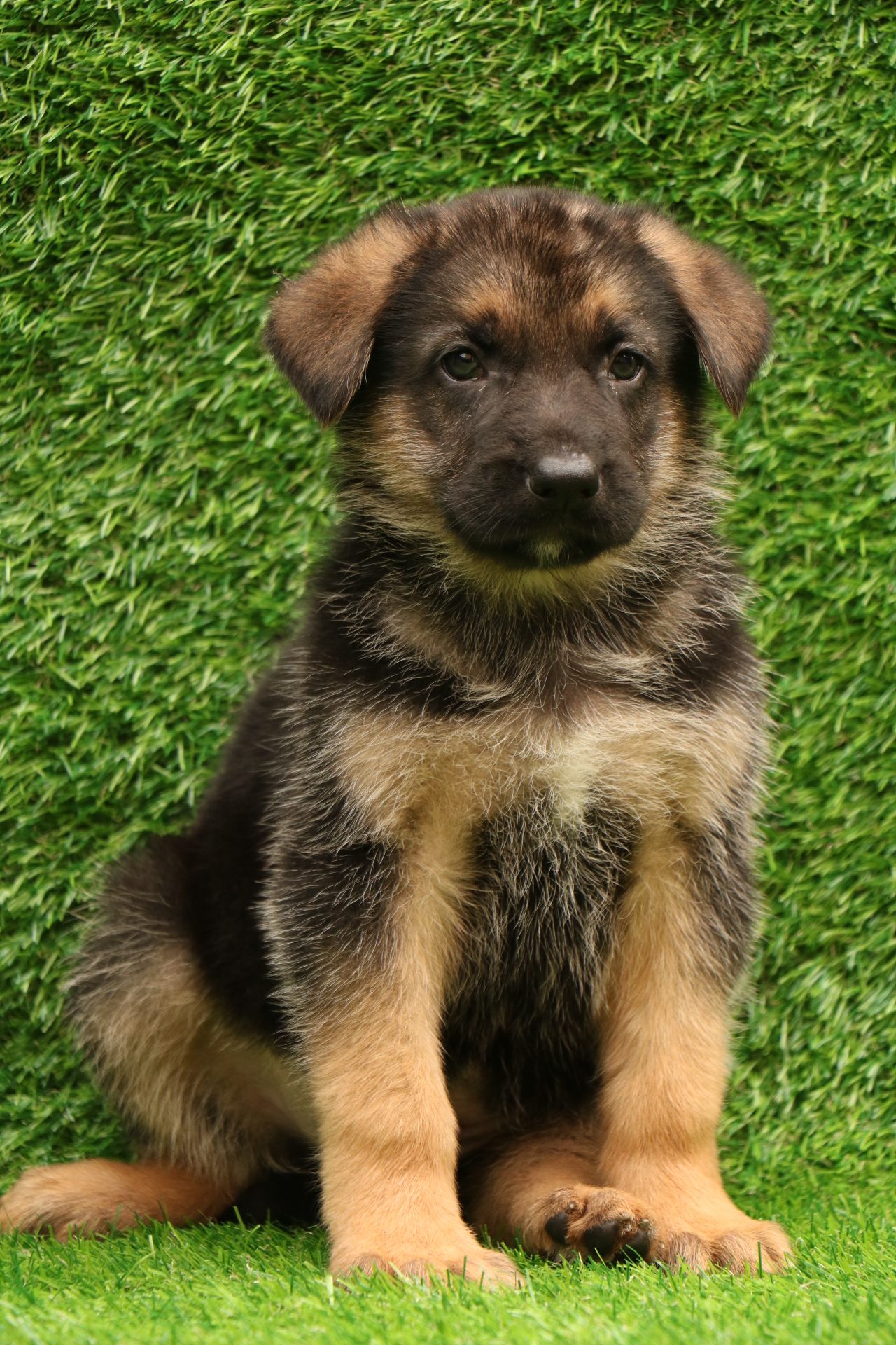 German Shepherd Puppy for Sale Delhi Ncr, 100% Pure Breed - Dav Pet Lovers