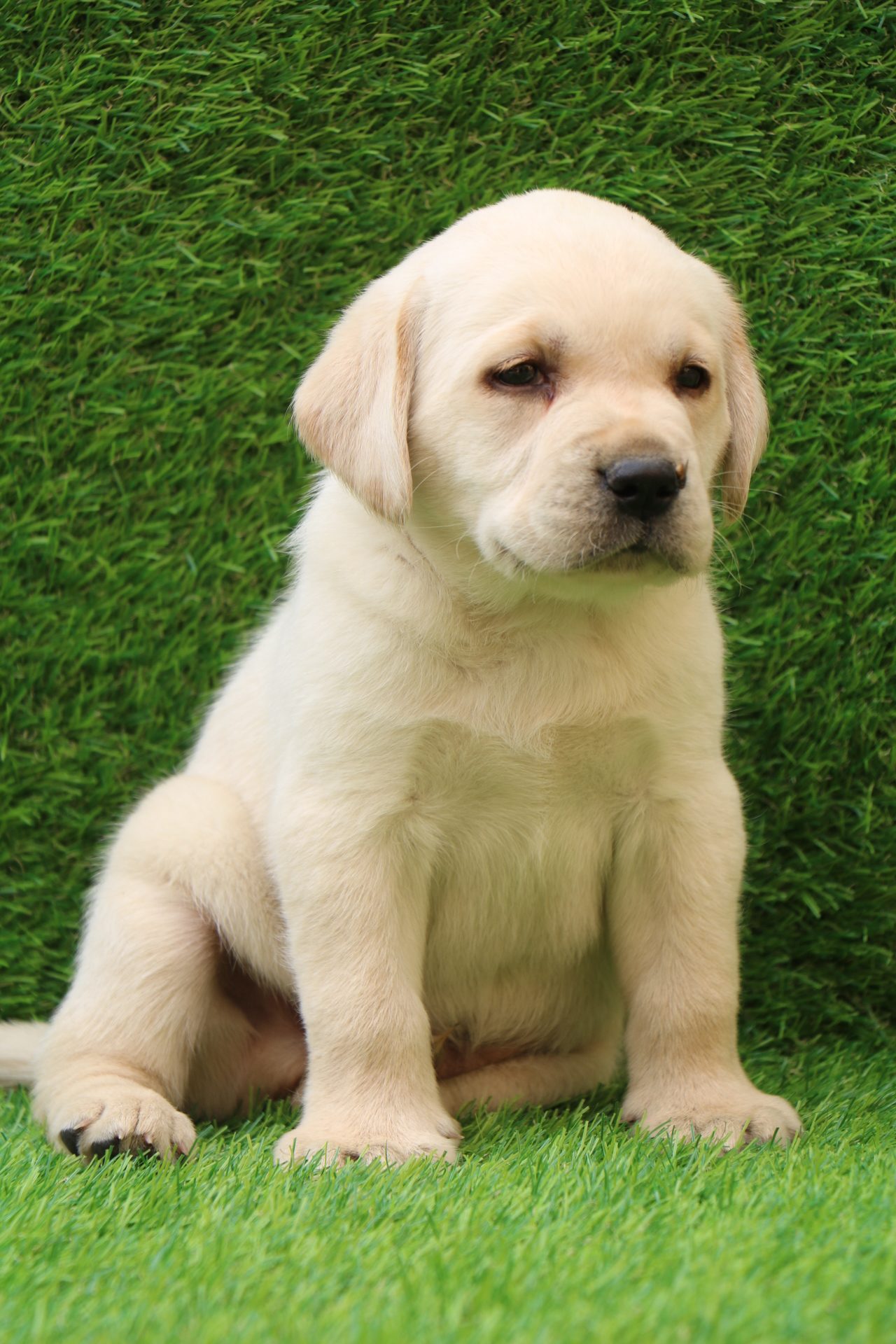 puppies for sale near me labrador