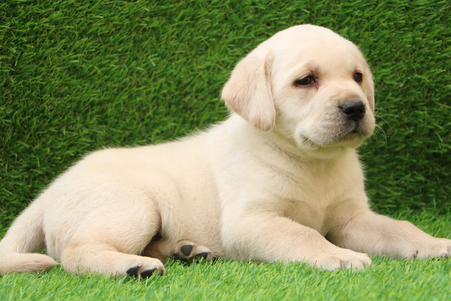Labrador Retriever Puppies For Sale In Delhi Dav Pet Lovers