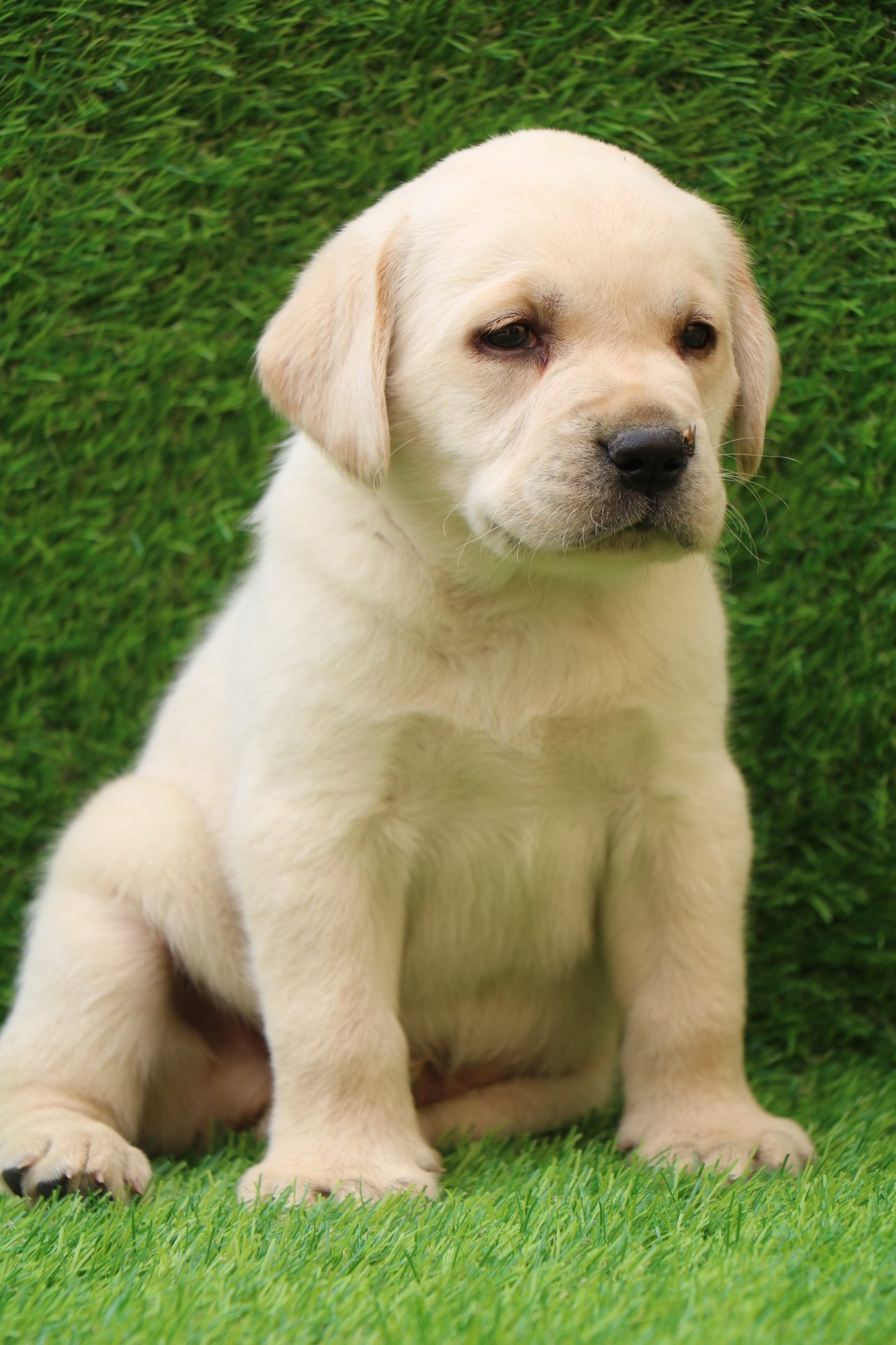 Buy Labrador Retriever Puppies for Sale Dav Pet Lovers