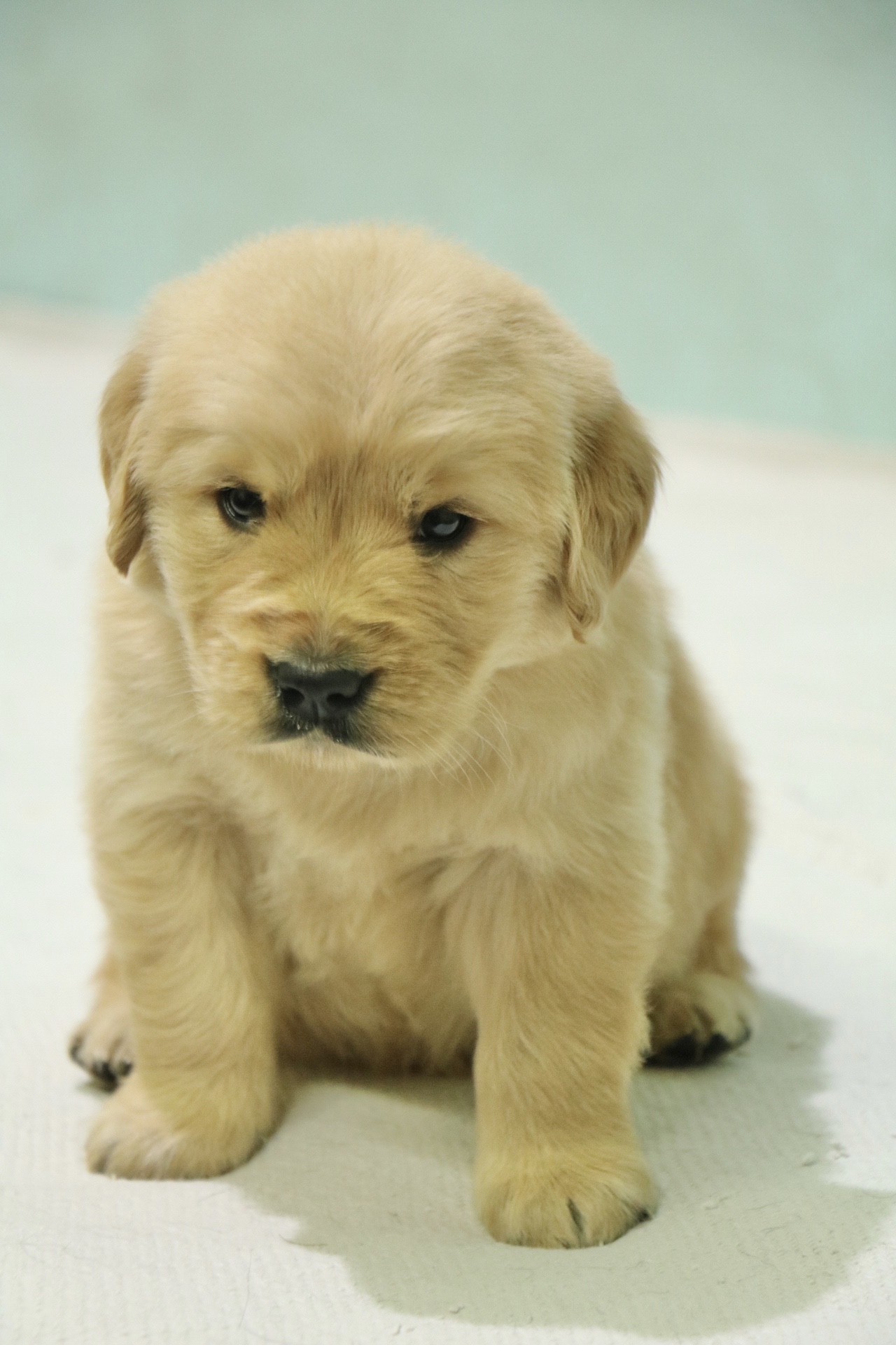 pet stores with golden retriever puppies for sale
