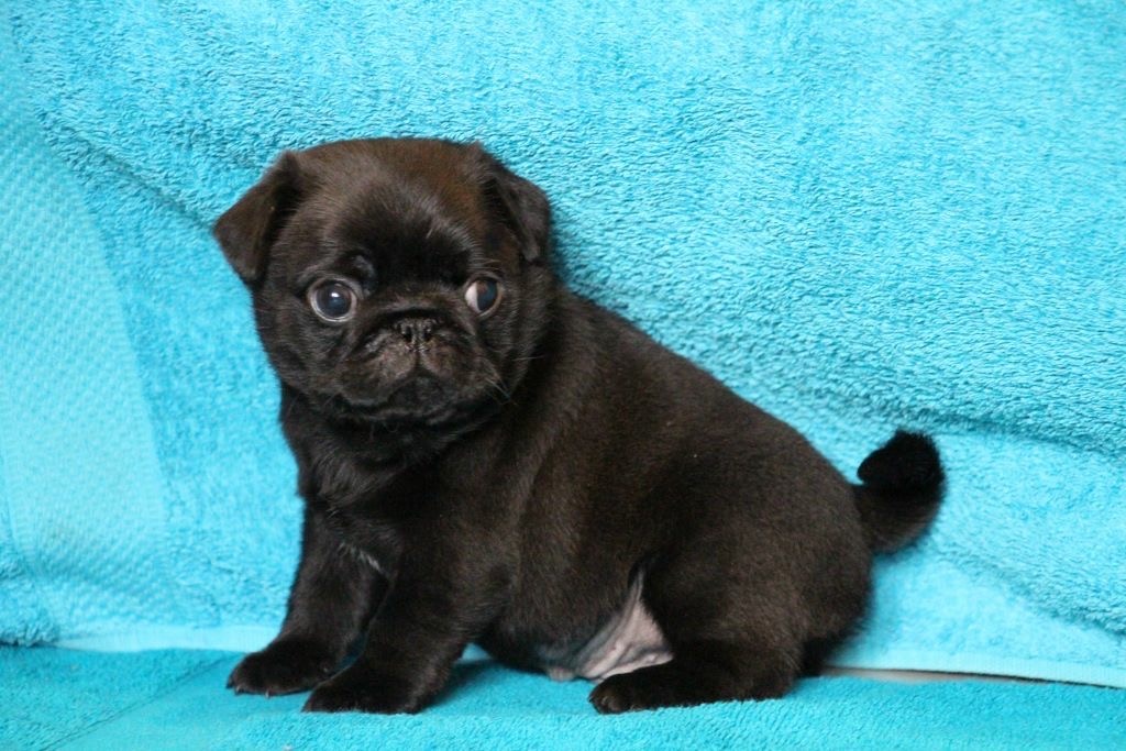 Pug for Sale, Pug Puppies for Sale near Me - Dav Pet Lovers