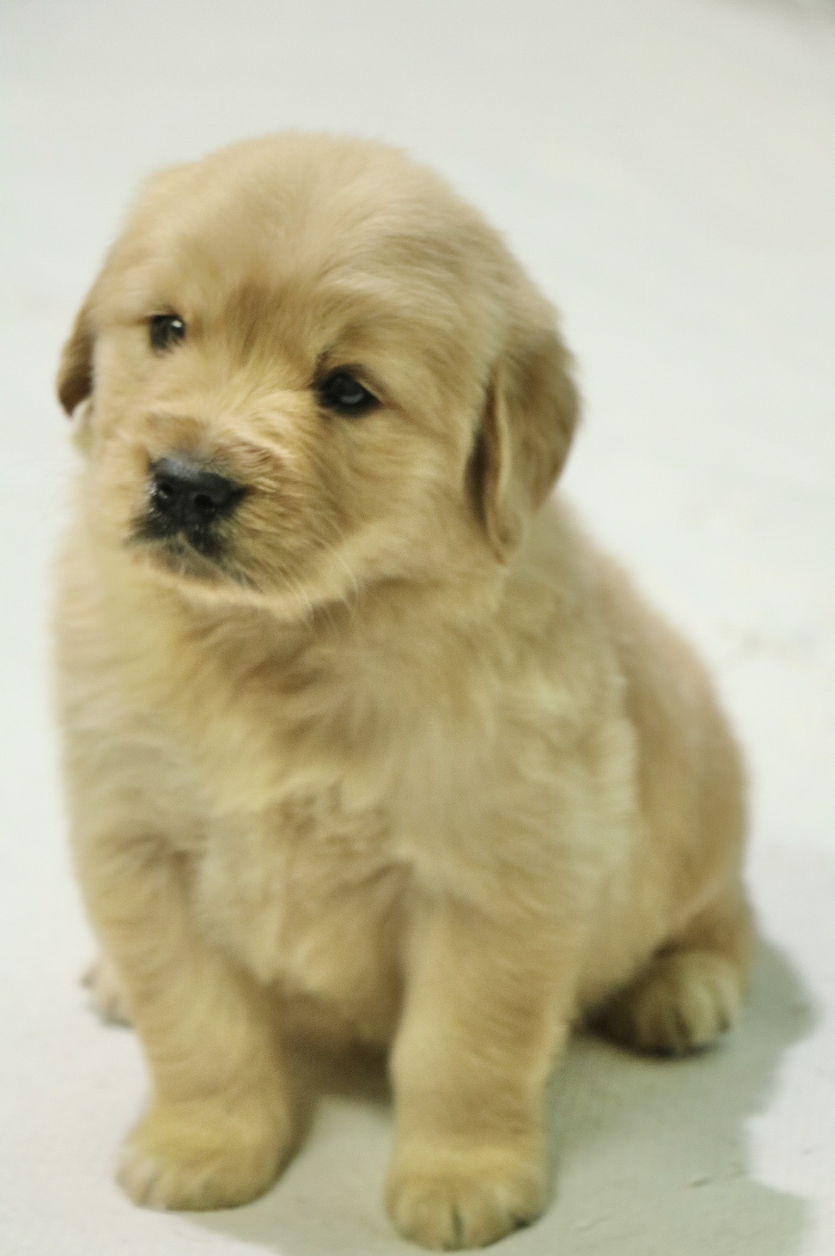 golden retriever puppy adoption near me