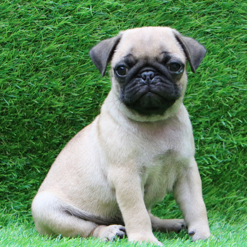 Pug for Sale, Pug Puppies for Sale near Me Dav Pet Lovers