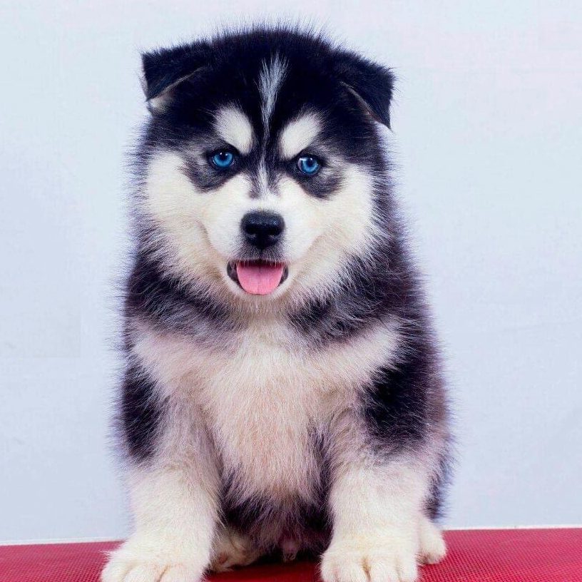 best place to buy husky puppies