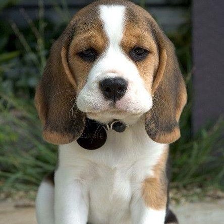 puppy beagles for sale near me