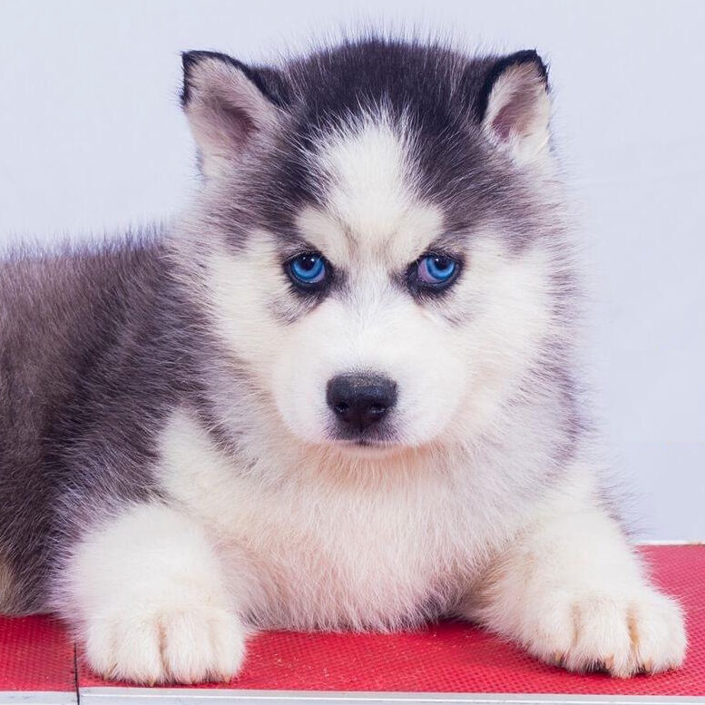 Pomsky Dog Breed Information, Facts, Photos, Care, 46% OFF