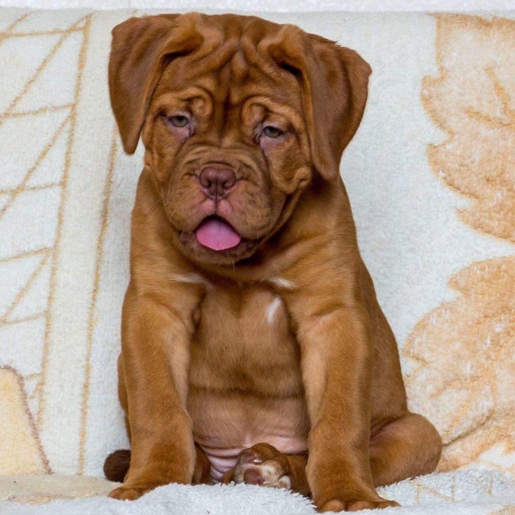 French Mastiff Puppies for Sale in Delhi | Dav Pet Lovers