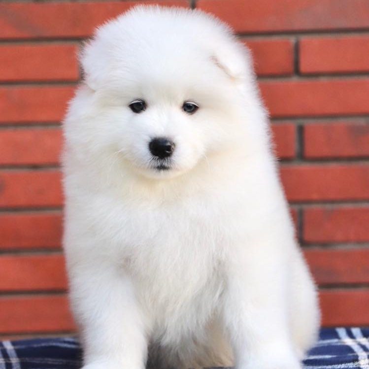 Samoyed for Sale, Samoyed Puppies for Sale near Me - Dav Pet Lovers