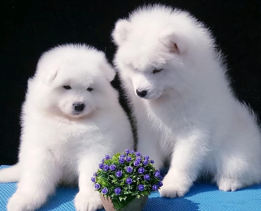 Samoyed Dog Puppy for Sale, Best Pet Shop Near Me | Dav Pet Lovers