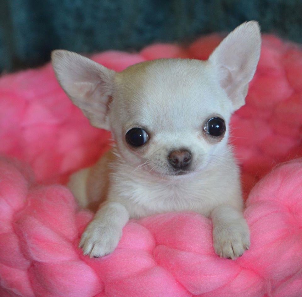 Buy Chihuahua Puppies for Sale in Delhi - Dav Pet Lovers