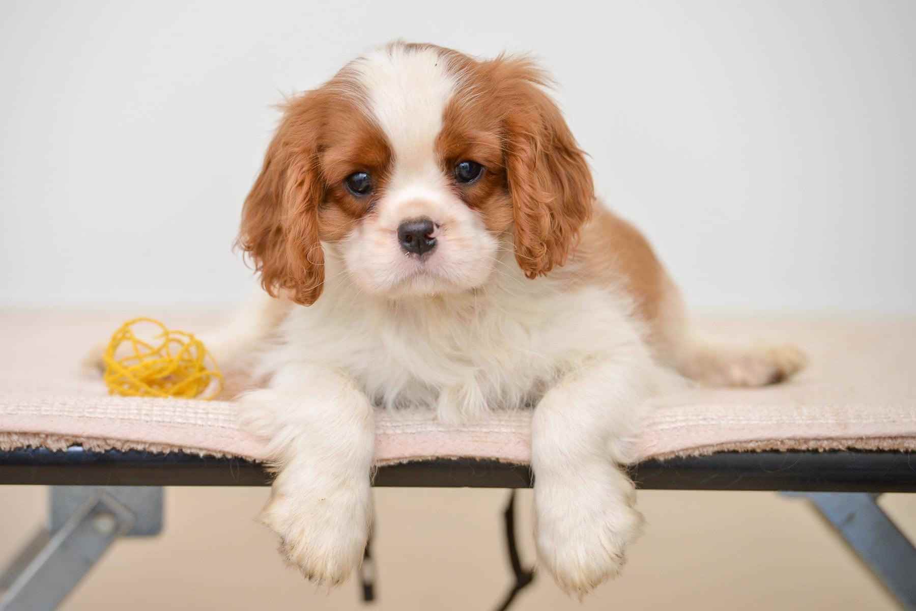 charles cavalier puppies for sale