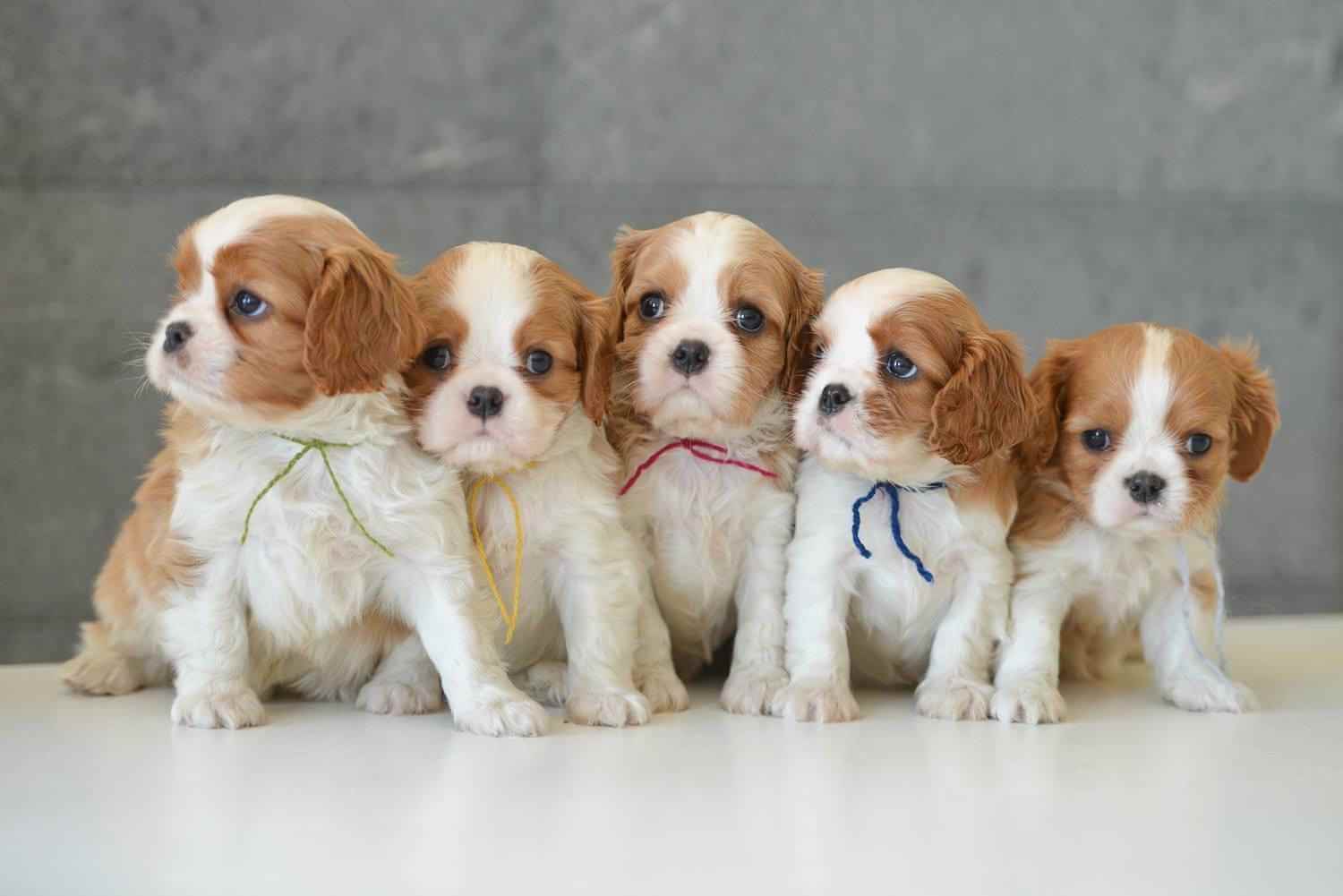 cavalier king charles spaniel rescue in wisconsin