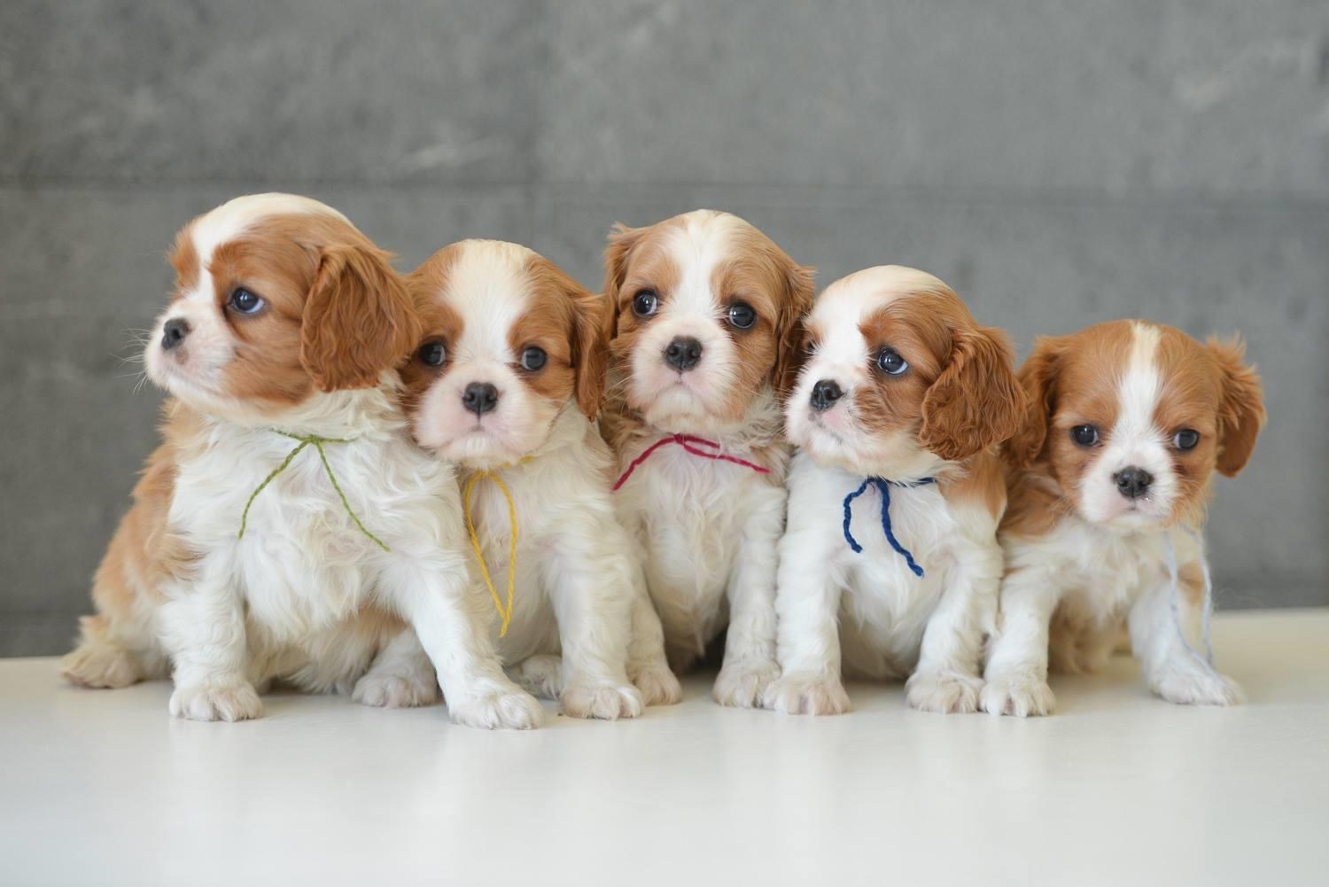 Cavalier King Charles Spaniel Puppies for Sale Dav Pet
