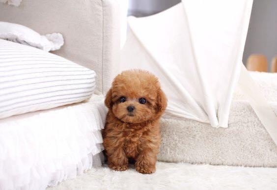 toy poodle puppy price