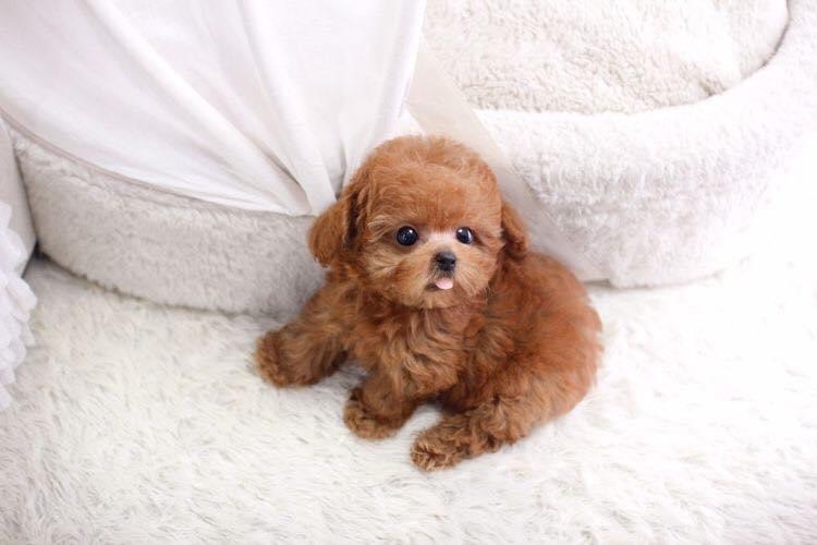 toy poodle dog for sale