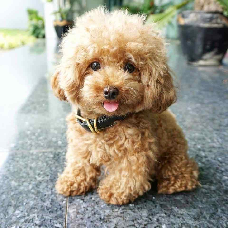 Poodle for Sale, Poodle Puppy for Sale in Delhi - Dav Pet Lovers