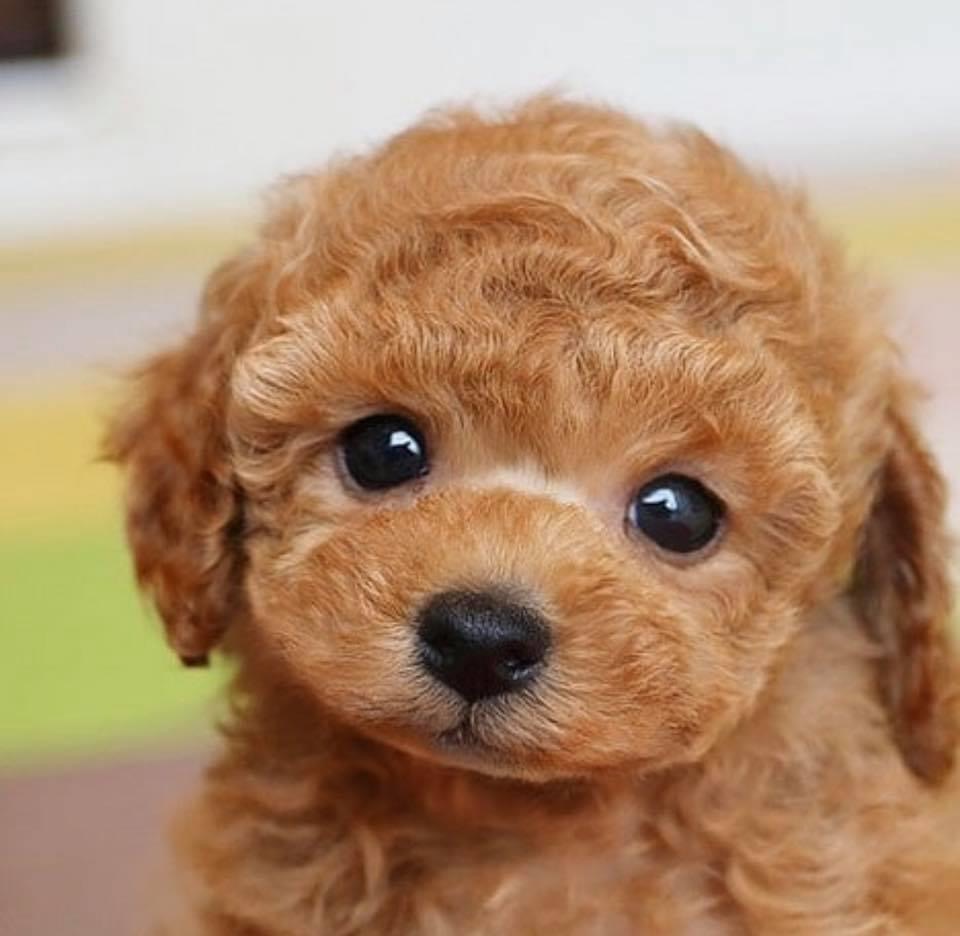 Buy Poodle Puppy for Sale in Delhi - Dav Pet Lovers