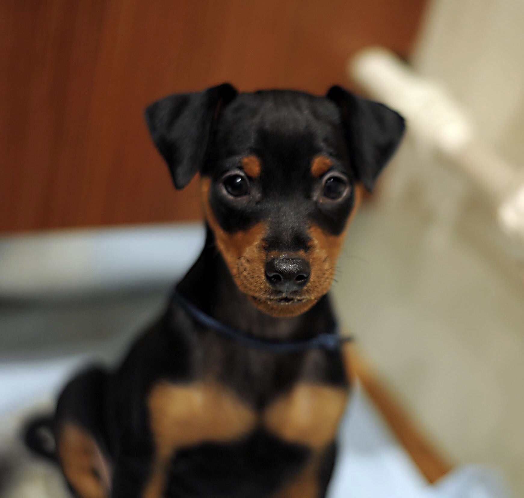 Buy Miniature Pinscher Puppies for Sale - Dav Pet Lovers