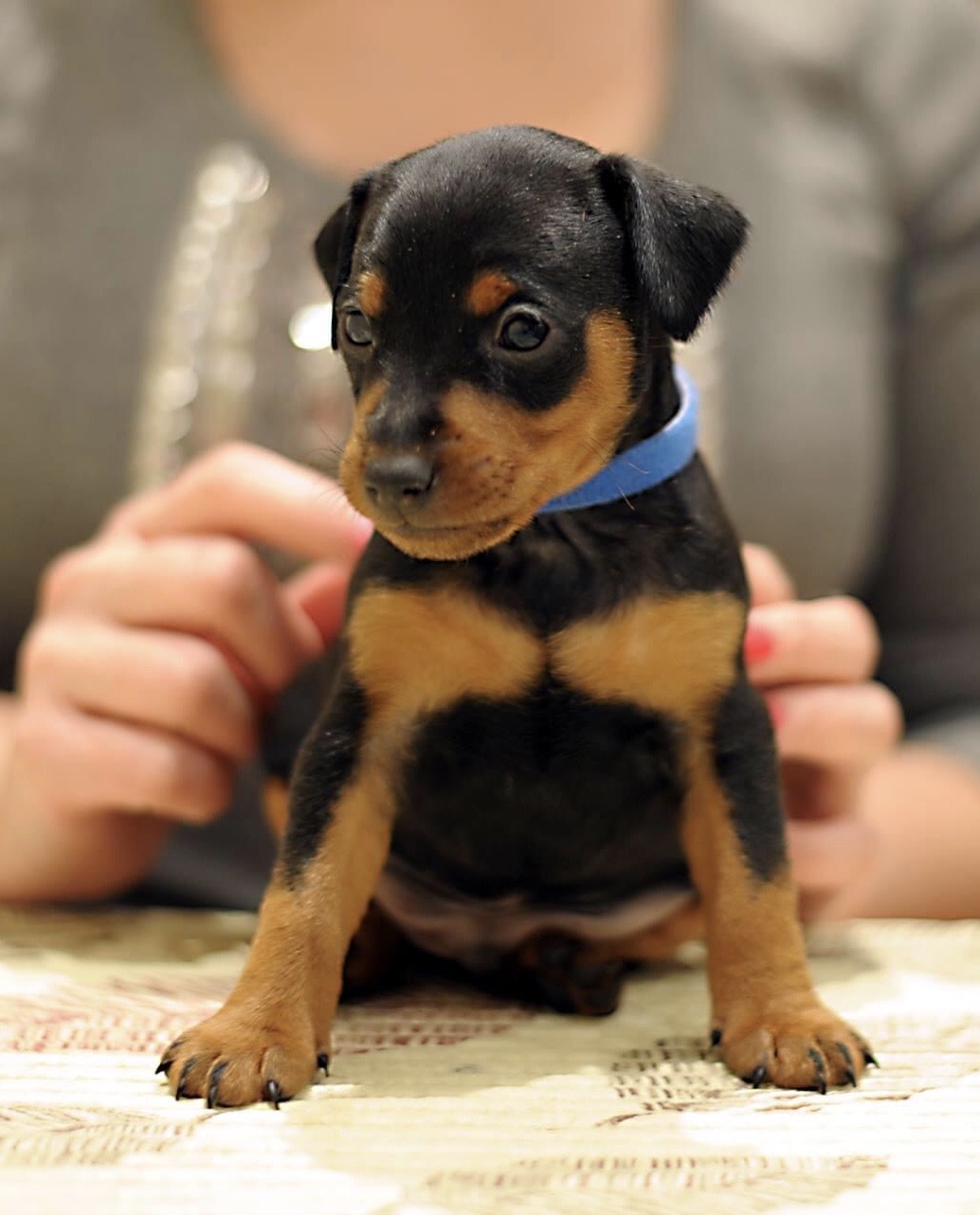 Buy Miniature Pinscher Puppies For Sale Dav Pet Lovers