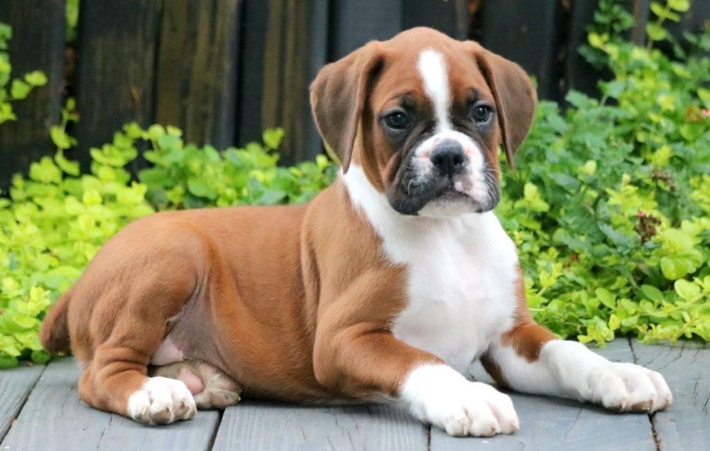 5. "Blonde Boxer Puppies for Sale" - wide 2