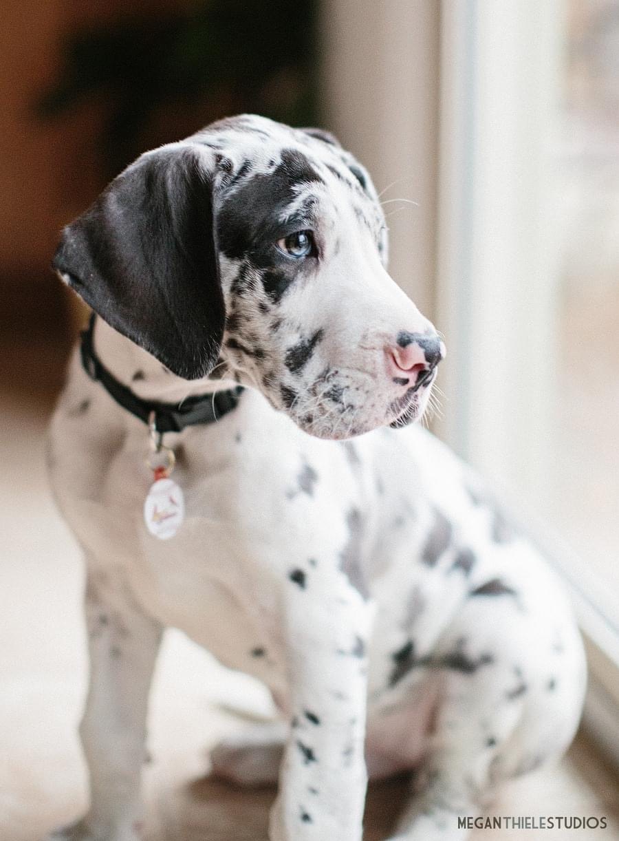 Great Dane for Sale, Great Dane Puppy for Sale Dav Pet