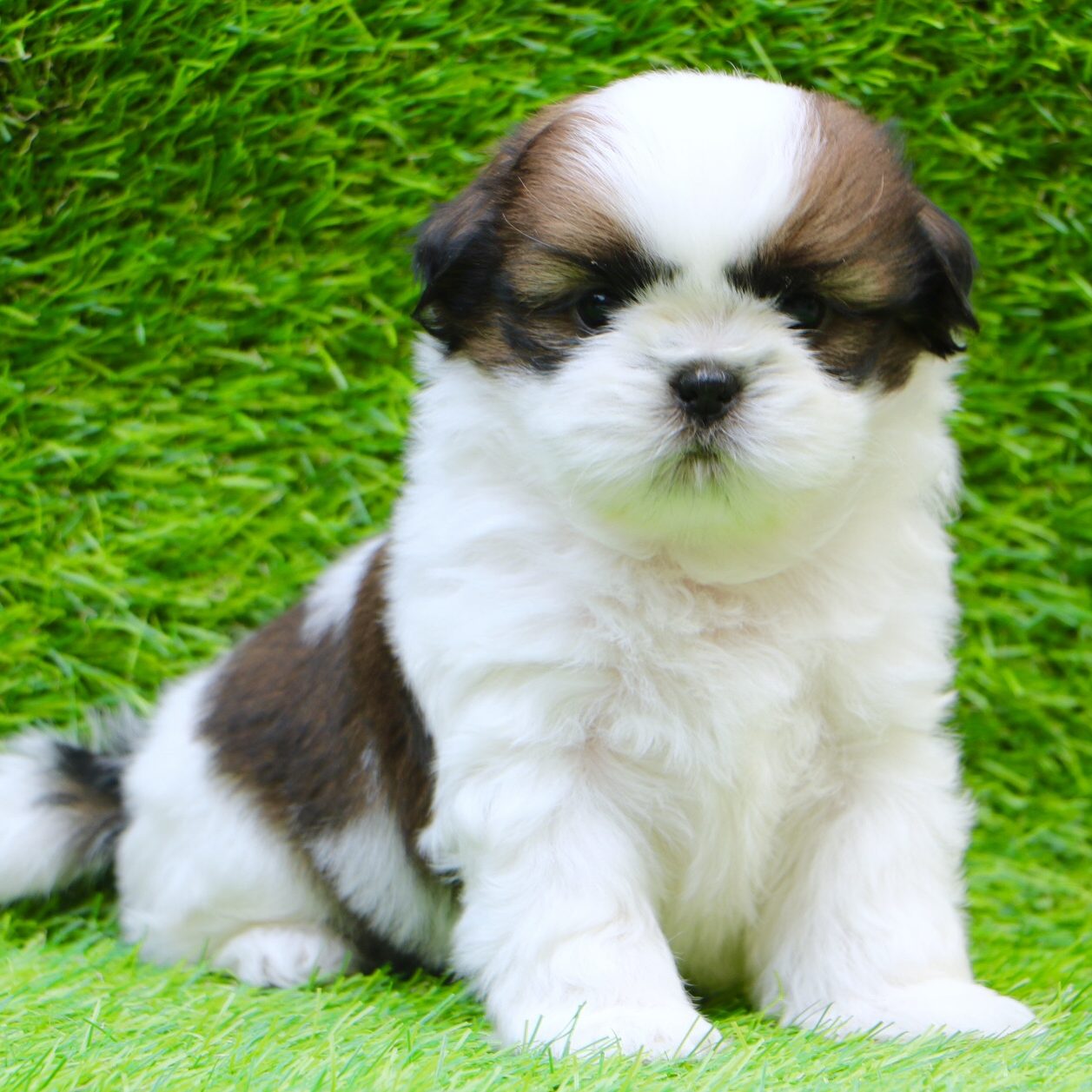 teacup shih tzu puppies for sale near me