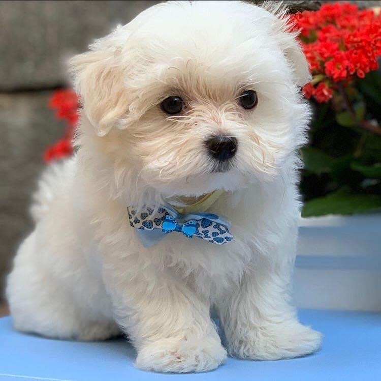 maltese dog for sale price