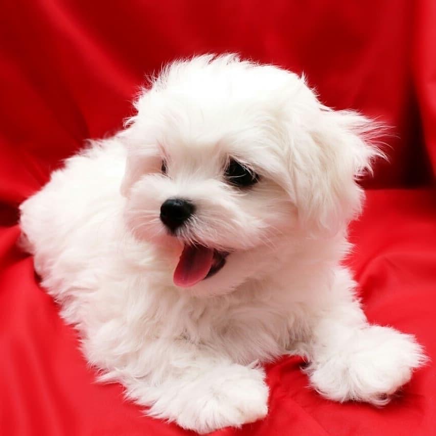 maltese dog buy online