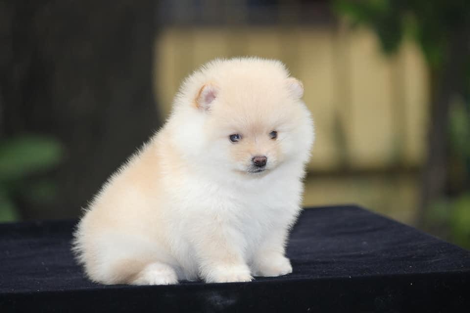 Toy Pom Puppy for Sale, Dog Store Near Me Delhi NCR at