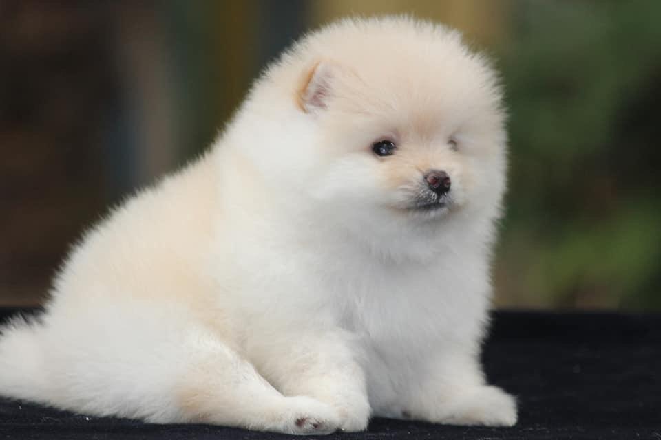 Toy Pom Puppies for sale, Toy Pom | Dav Pet Lovers