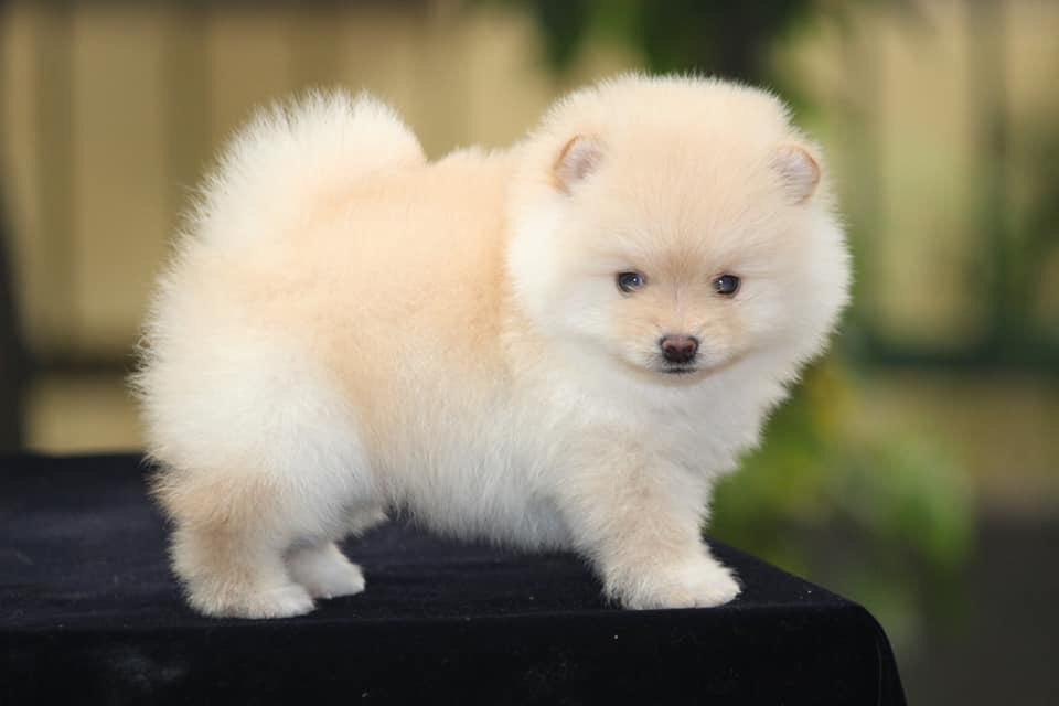 Toy Pom Puppies for sale, Toy Pom | Dav Pet Lovers
