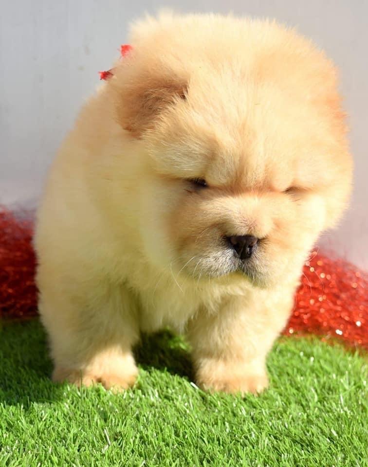 Chow Chow for Sale, Chow Chow for Sale in Delhi Dav Pet