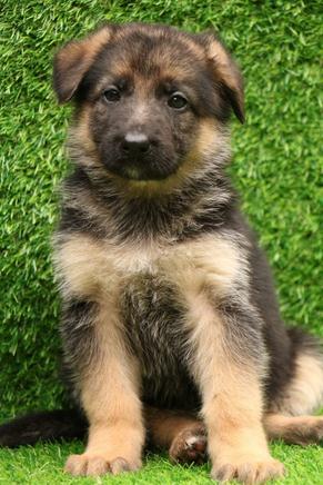German Shepherd Puppy | Dav Pet Lovers