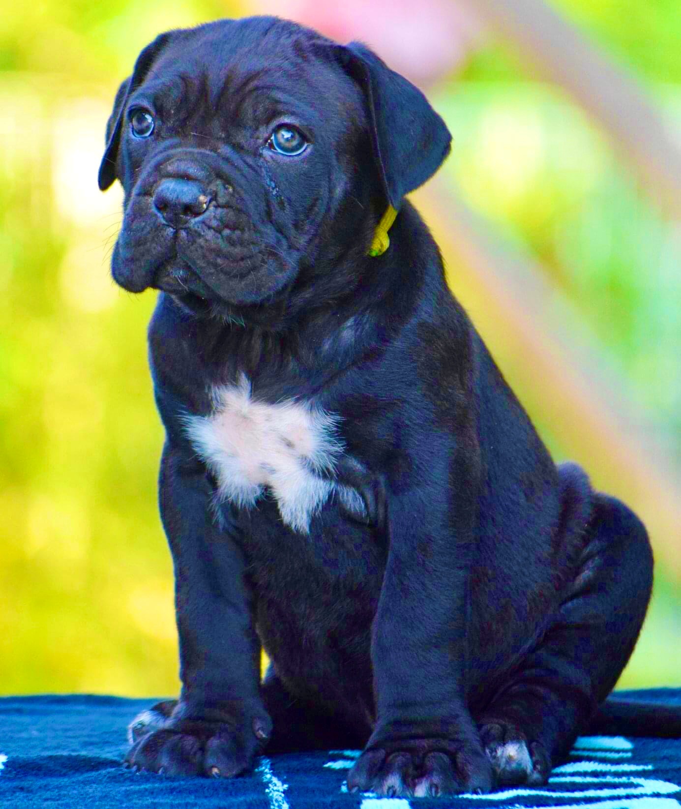 Cane Corso Puppies for Sale, Purebred Dav Pet Lovers