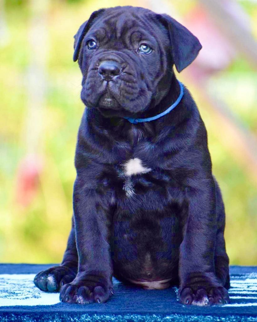 Buy Cane Corso Puppies for Sale Dav Pet Lovers