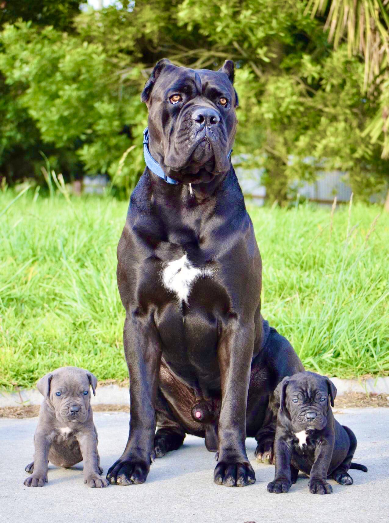 How Much Do Cane Corso Puppies Cost Puppy And Pets