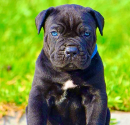 dog breed cane corso for sale