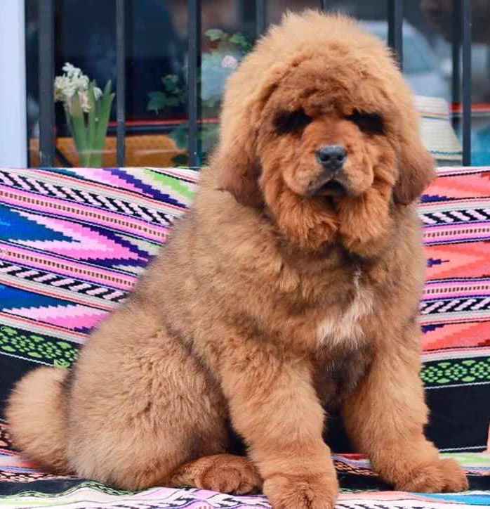 big puppies for sale near me
