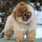 Chow Chow Puppy Thumbnail 4