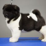 Akita Puppy Thumbnail 2