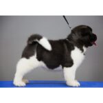 Akita Puppy Thumbnail 3