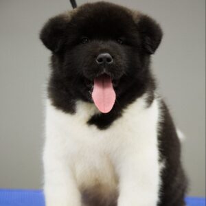 Akita Puppy