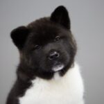 Akita Puppy Thumbnail 4