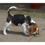 Beagle Puppy Thumbnail 3