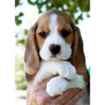 Beagle Puppy Thumbnail 4