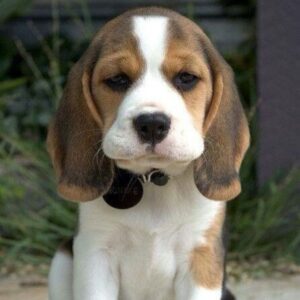 Beagle Puppy