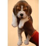 Beagle Puppy Thumbnail 2