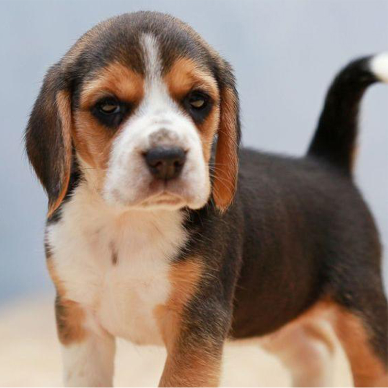 Beagle Puppy